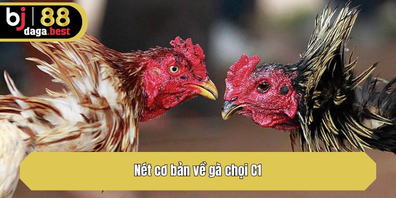 Nét cơ bản về gà chọi C1